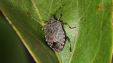 A beetle on a leaf