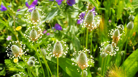 White and purple flowers