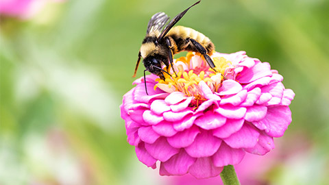 A bee on a flower