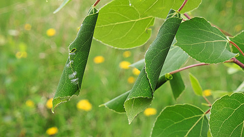 A shrivelled leaf on a tree