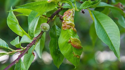 A diseased leaf