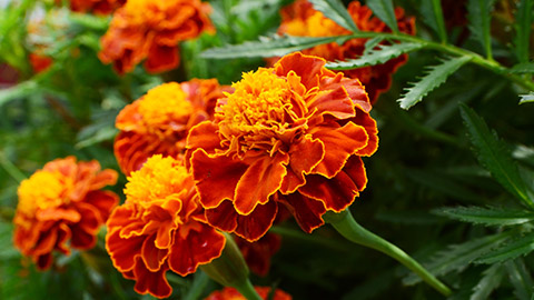 Bright orange flowers