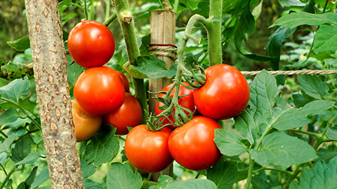 Tomatoes on a vine