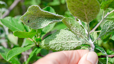 A leaf with aphids