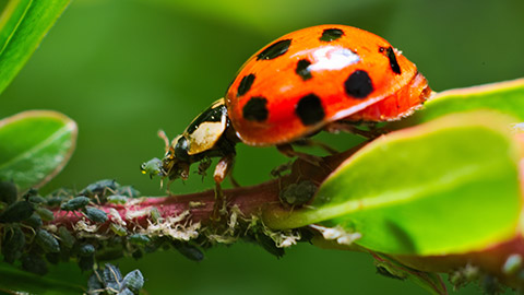 A beetle on a leaf