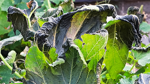 A shrivelled plant