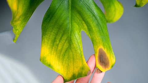 A leaf with yellow on the edge