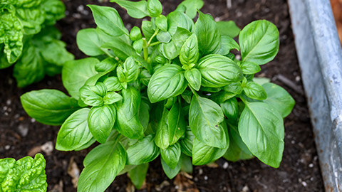 A green shrub