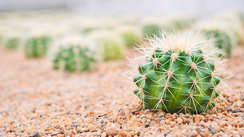 A cactus