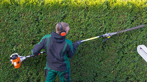 A person trimming a hedge