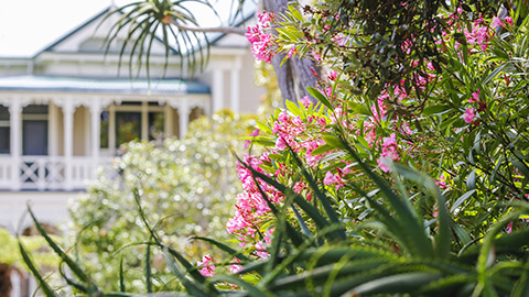 A garden and a house in the background