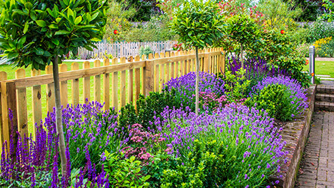 A colourful garden