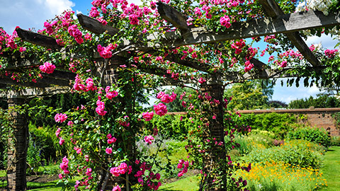 Pink flowers