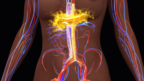 An illustration of the function of the pancreas