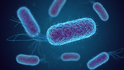 An image of e.coli