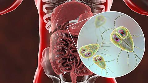 An illustration of giardia