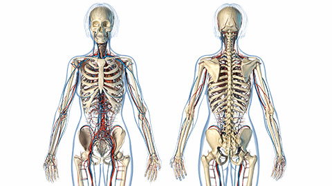 A pair of skeletons side-by-side