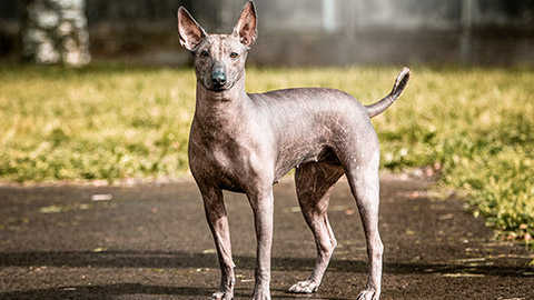 Mexican hairless dog in autumn