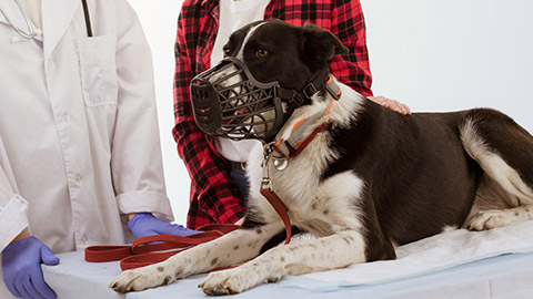 Black and white dog in muzzle with veterinarian and her owner