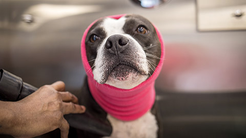 A purebred male pit bull receives a bath and a blow dry at a grooming salon for pets