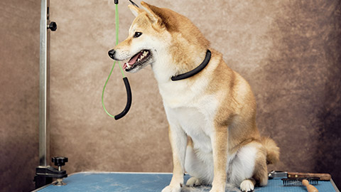 dog on the express link on the grooming table is tied with a leash