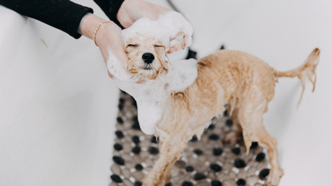 skilled groomer carefully wash the dog in bath