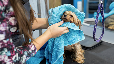 Yorkshire terrier wrapped in a blue towel on a table at a veterinary clinic