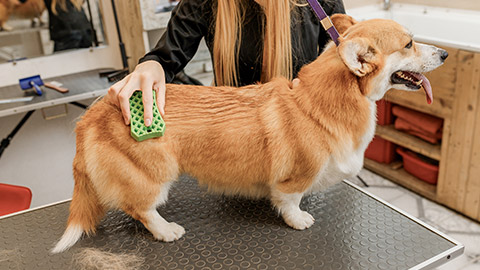 groomer combing fur of Welsh Corgi Pembroke dog with comb after bathing and drying at grooming salon