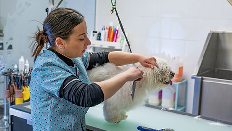 woman dog groomer removing knots from the ear to a small white Maltese