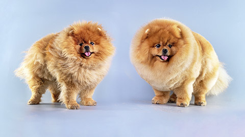 meranian dog standing in front of a light background with an unkempt and well-groomed coat in an animal salon