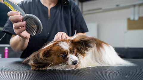 woman combs out the undercoat of a dog