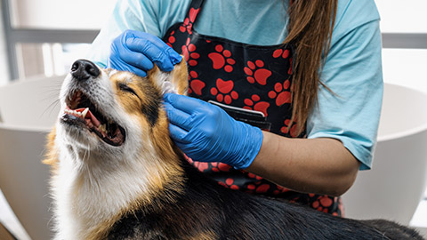 groomer carefully cleans the ears of a corgi dog with cotton wool