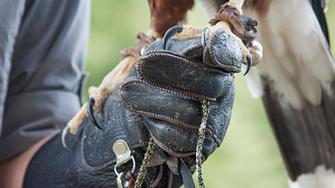 A hawk rests on the gauntlet of it's falconer