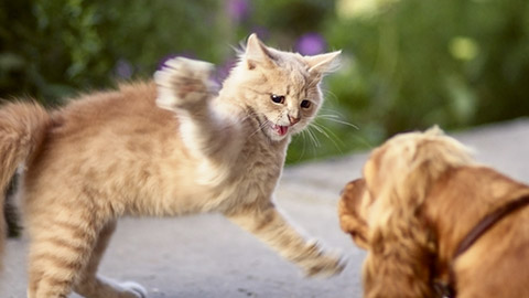 frightened cat defends itself and arched its back in fear of dog