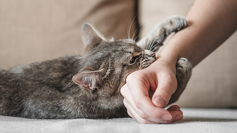 cute cat playing with woman hand