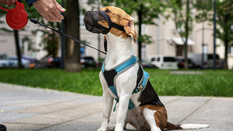 beagle walking in harness and muzzle on roulette with the owner in town