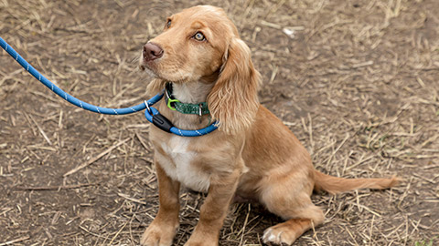 Sandy coloured working cocker spaniel sitting down and looking upwards