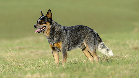 Australian Cattle Dog, aka Blue heelers