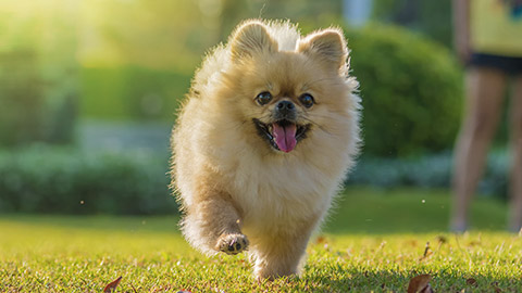 pomeranian dog playing in lawn