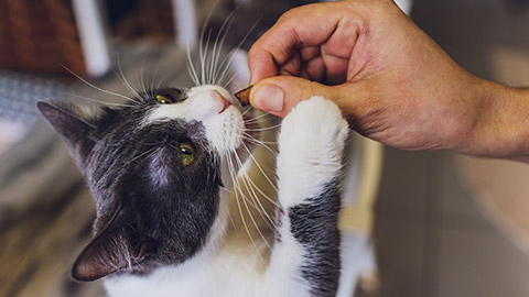 Young man gives his cat meat snack