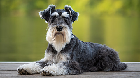 Mini schnauzer pup