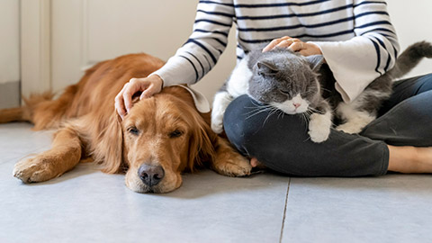 Golden Retriever and British Shorthair accompany their owner