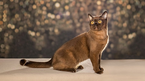 american traditional burmese cat