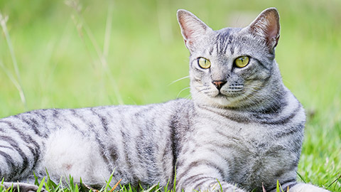 Egyptian Mau Havana Brown grumpy fat frowning cat on green lawn