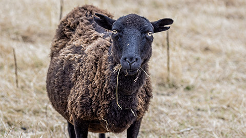 small black headed sheep with notched ears