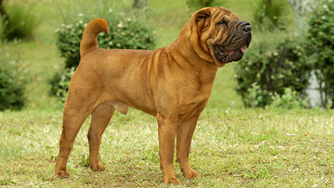 Portrait of shar pei purebred dog brown color standing on the grass