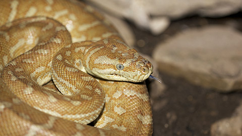 Centralian Carpet Python