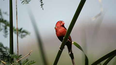 Crimson Finch on misty background