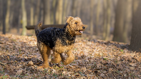 Airedale terrier dog in run