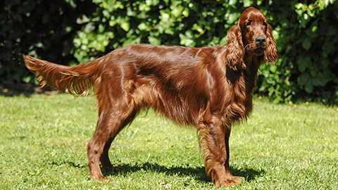 Portrait of a Irish Red Setter in outdoors.